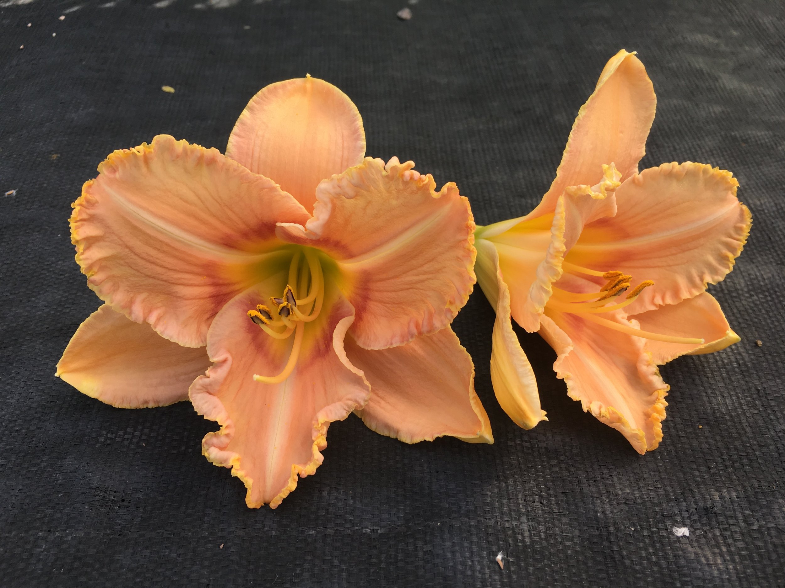 Lilia's Lavender Daylily (Hemerocallis) — Corn Hill Nursery